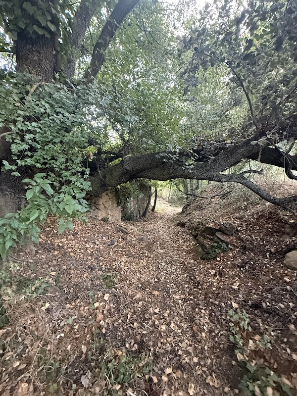 Arbre caigut que fa una arcada natural sobre el camí